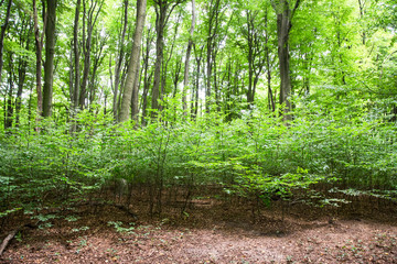 Baumstamm: Ringe / Jahresringe eines abgesägten Baumstammes