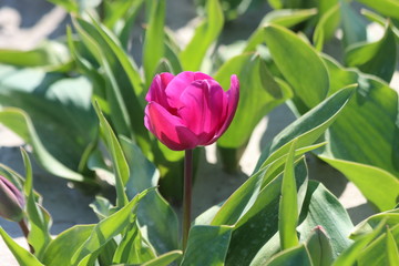 Fototapeta premium Purple tulips on clay flower bulb fields on the Dutch island of Goeree-Overflakkee illuminated by the sunlight