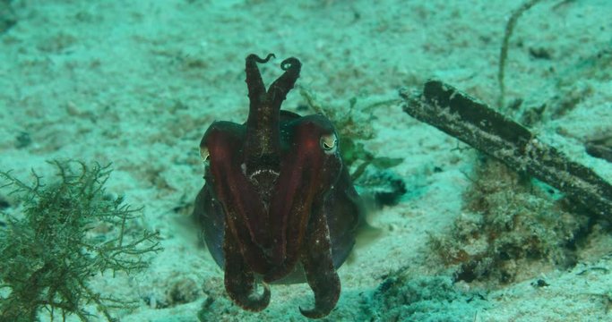 cuttle fish underwater tropical water scenery calamari squid ocean scenery tropical waters and corals