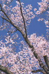 青空と満開の桜