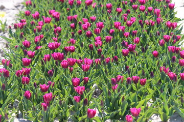 Fototapeta premium Purple tulips on clay flower bulb fields on the Dutch island of Goeree-Overflakkee illuminated by the sunlight