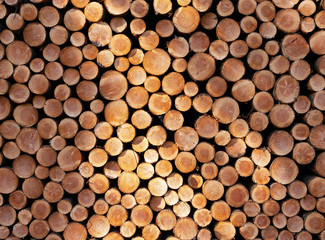 pile of sawn logs of spruce trees waiting for transportation in forest