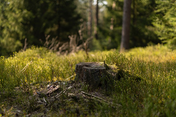 Enchanting forest fairytale landscape in summer and spring