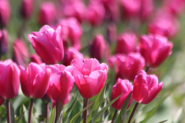 Purple tulips on clay flower bulb fields on the Dutch island of Goeree-Overflakkee illuminated by the sunlight