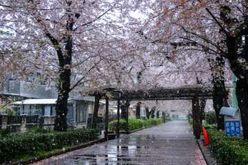 雪の桜並木 埼玉県蕨市 南町桜並木
