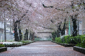 雪の桜並木 埼玉県蕨市 南町桜並木