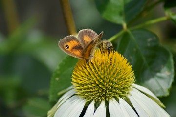 Schmetterling ( rotbraunes Ochsenauge/ Pyronia tithonus) gemeinsam mit einer Biene beim Sammeln von...