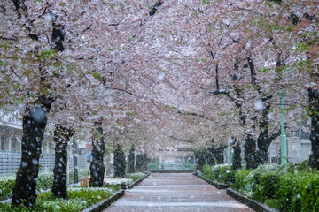 雪の桜並木 埼玉県蕨市 南町桜並木