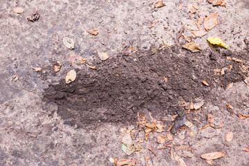 Waldboden: Erde, Laub und Äste auf einem Waldboden, Platz für Text/Typo