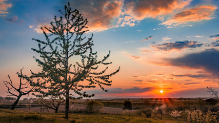 sunset over the village with tree