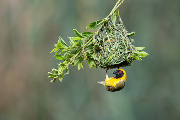 A male southern masked weaver building nest of green grass
