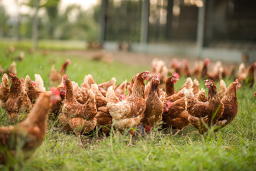 Chickens walk on the grass in the morning.