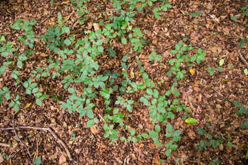 Waldboden: Erde, Laub und Äste auf einem Waldboden, Platz für Text/Typo