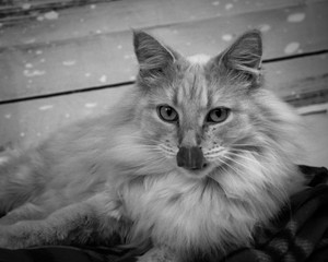 kit cat
