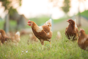 Chickens walk on the grass in the morning.