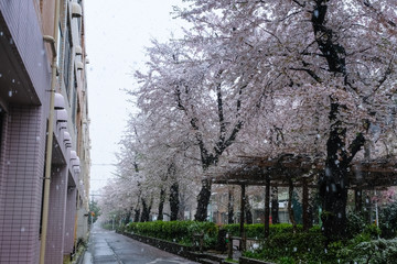 雪の桜並木 埼玉県蕨市 南町桜並木