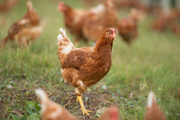 Chickens walk on the grass in the morning.