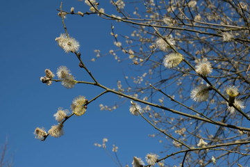 willow, tree opened its buds for easter