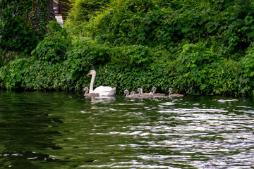 swans on the lake