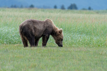 Coastal Brown Bear (Ursus arctos) in meadows at Hallo Bay, Katmai NP, Alaska