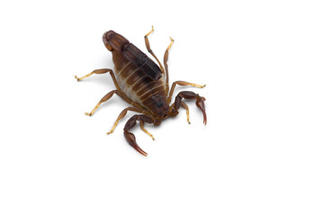 African venom Scorpion isolated on white background