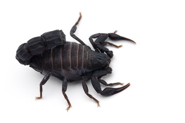 African venom Scorpion isolated on white background