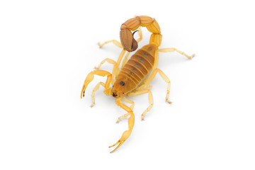 African venom Scorpion isolated on white background