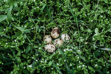 Quail eggs lying in the grass, Easter concept/background