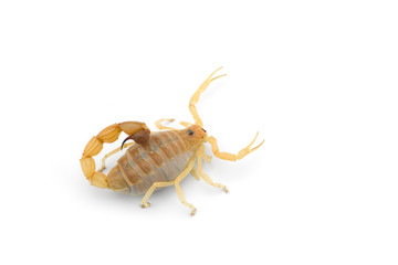 African venom Scorpion isolated on white background