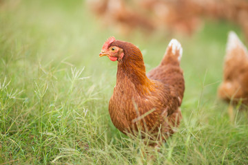 Chickens walk on the grass in the morning.