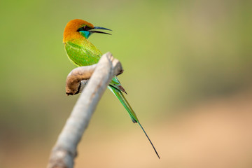Image of Green Bee-eater bird(Merops orientalis) on a tree branch on nature background. Bird. Animals.