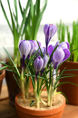 Crocuses Pickwick in pot in spring
