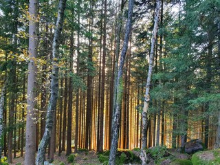 Naklejka premium trees in the forest