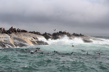 Waves crashing on rocks with sealions