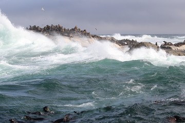 Waves crashing on rocks with sealions