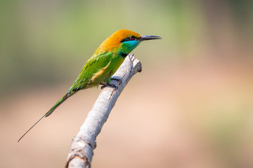 Image of Green Bee-eater bird(Merops orientalis) on a tree branch on nature background. Bird. Animals.