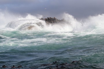 Waves crashing on rocks with sealions