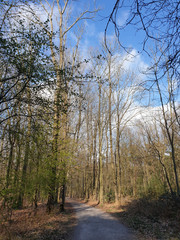 Durch den Wald