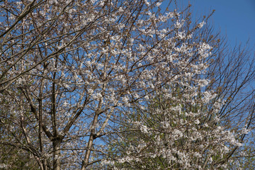 the fruit tree bloomed and filled with the power of the sun