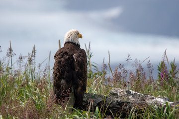 Bald eagle (Haliaeetus leucocephalus) on a log at Hallo Bay, Katmai NP, Alaska