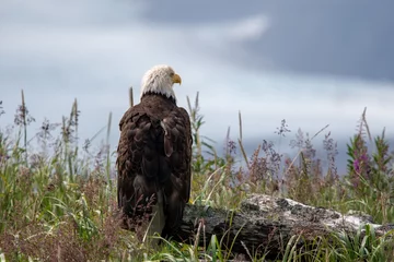 Gordijnen Bald eagle (Haliaeetus leucocephalus) on a log at Hallo Bay, Katmai NP, Alaska © Mark Hunter