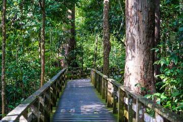 Wooden platform for a walk along the rainforest on the island of Borneo, Malaysia