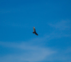 sky and bird