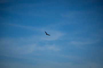 sky and bird