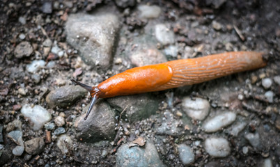 limax on asphalt road, top view