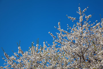 Blooming cherry