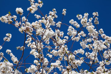Blooming cherry