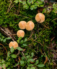 Suillus bovinus, mushroom or bovine bolete, edible wild mushroom. Variegatus, vegan food, Europe, Poland.