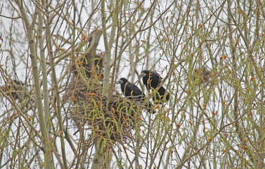 Nest of the rook (Corvus frugilegus) in Leon (Spain). It is a member of the crow family. It is found in the Palearctic, its range extending from Scandinavia and western Europe to eastern Siberia.