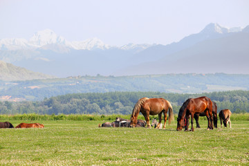 Fototapeta na wymiar horses grazing in the meadow countryside landscape